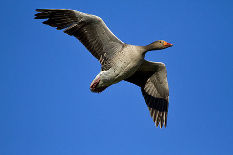 http://www.fotocommunity.it
