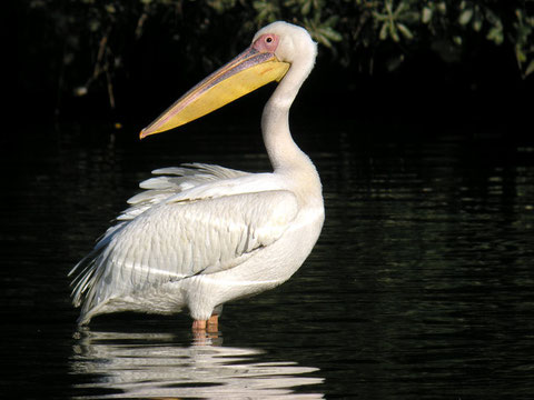 www.liguriabirding.net