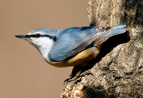 http://www.birdskorea.org