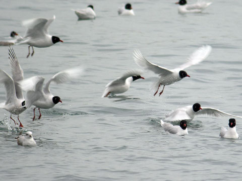 http://www.liguriabirding.net