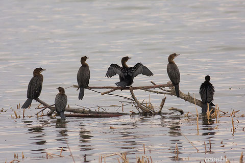 http://birds.nature4stock.com