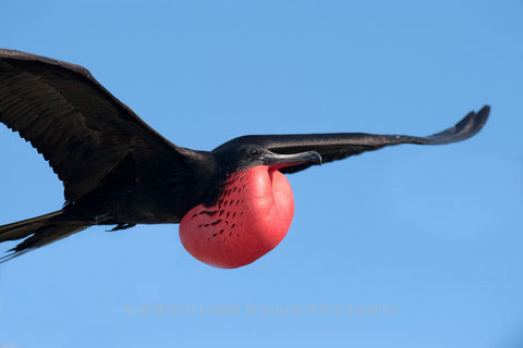 http://robertofabbri.smugmug.com
