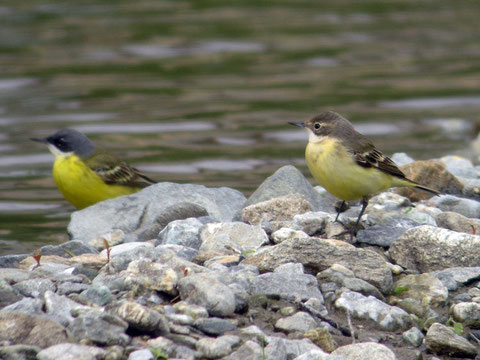 http://www.liguriabirding.net