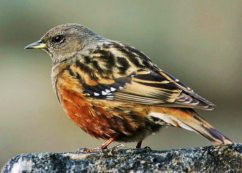 http://planetbirds.blogspot.it