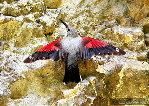 www.ibis-tours.ro