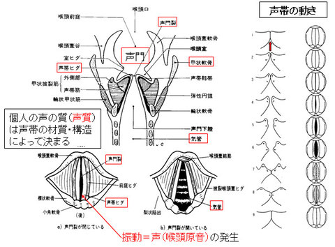 図３（左）及び図４（右）　声帯で声の元が作られるメカニズム　　　　　　