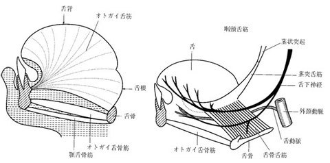 図6 外舌筋の構造(模式図)