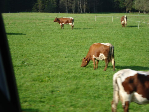 Das Pinzkauer Rind. Eine alte und seltene Rinderrasse natürlich aus dem schönen Pinzkautal. Nur hier lebt diese Rinderrasse.