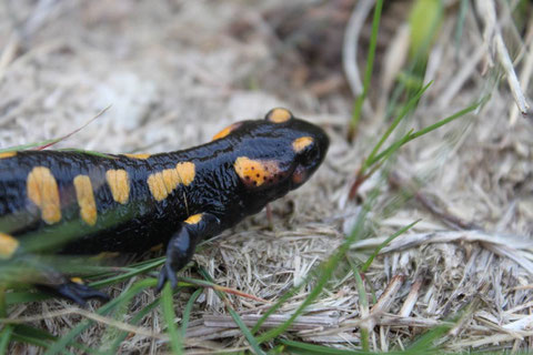 Píntega (Salamandra salamandra)