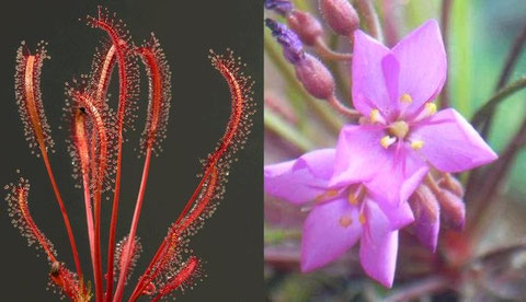 Heliamphora Minori Samen 100 Stück | Karnivoren Pflanzen | Bonsai