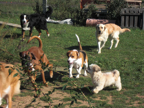 Soziale Hunde sorgen für ein harmonisches Miteinander