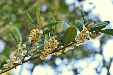 現在 開花中の花 白