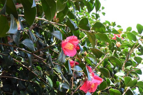現在　開花している木の花
