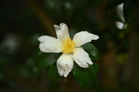 何の花 今木に咲いてる