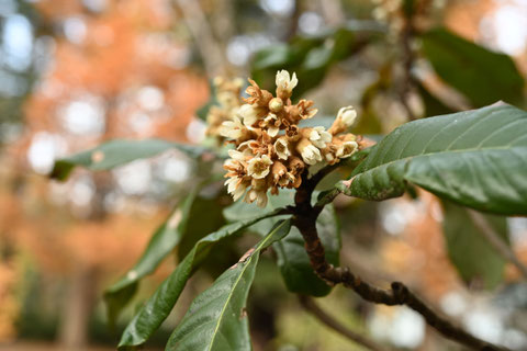 何 白い花の木 冬