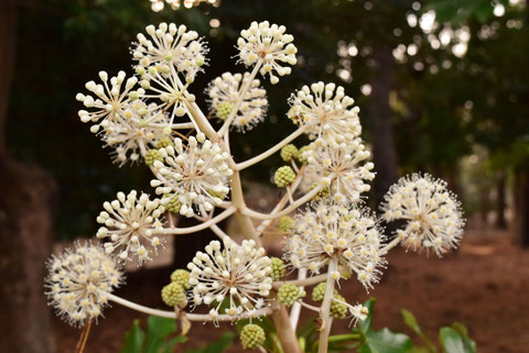 木の名前,今咲いている花