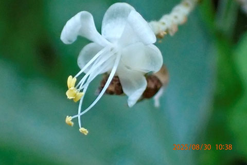 ヤブミョウガの花