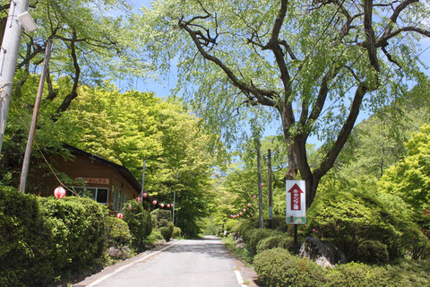 野底山森林公園　新緑