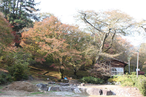 野底山森林公園　紅葉