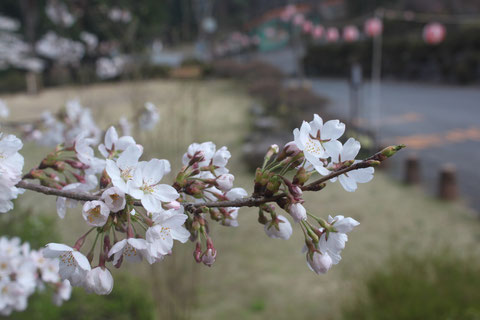 野底山森林公園　桜