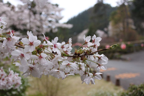 野底山森林公園　桜