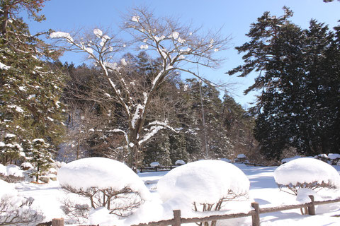 芝生広場　桜　積雪