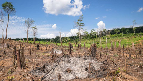  La pérdida de bosques tropicales primarios alrededor del mundo se incrementó en un diez por ciento desde 2021-2022. Foto (CC): Axiel Fassio/ CIFOR