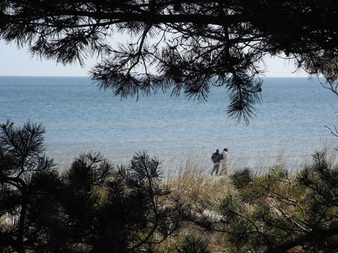 Blick von der Strasse durch den Kiefernwald auf Strand und Ostsee