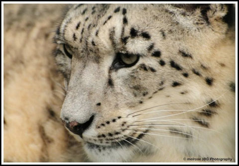 Schnee-Leopard