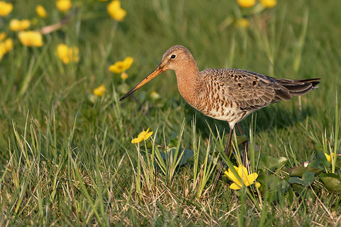 Two threatened beauties: Black-tailed Godwit and Marsh Marigold