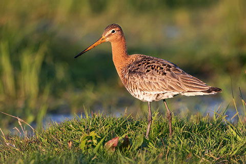 Threatened beauty: Black-tailed Godwit