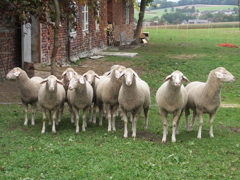 Merinolandschaf - Lämmer