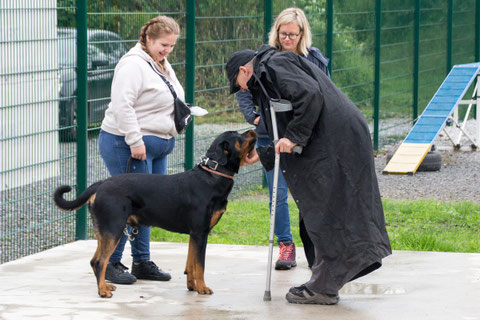 Rottweiler beim Wesenstest