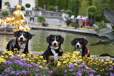 Über die 'Entlegrüsse' von Palü, Happy und Lilly haben wir uns sehr gefreut!  