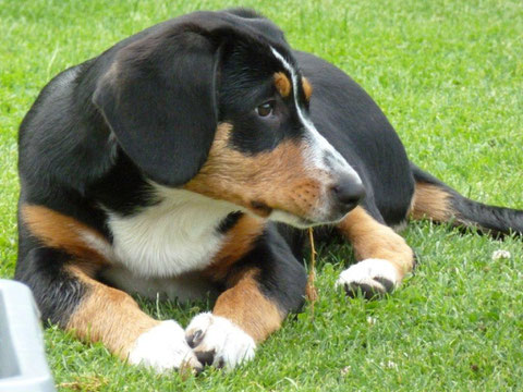 Abbie ist ihrer Mama in vielen Dingen sehr ähnlich.