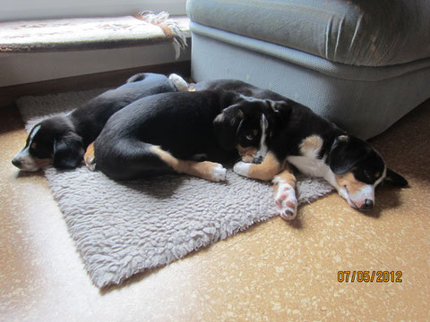 Amilj, Anton und Anca bei ihrer Kuschelstunde.