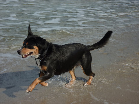 Okt. 2012 - Anca's Papa EMIL war an der Ostsee und hatte sichtlich Spaß.