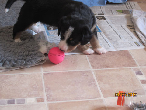 Anca hat intensiv mit ihrem Ball gespielt.