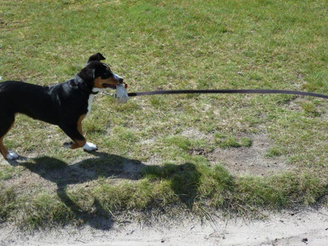 Abbie bei der 'Arbeit' - sie macht das toll!