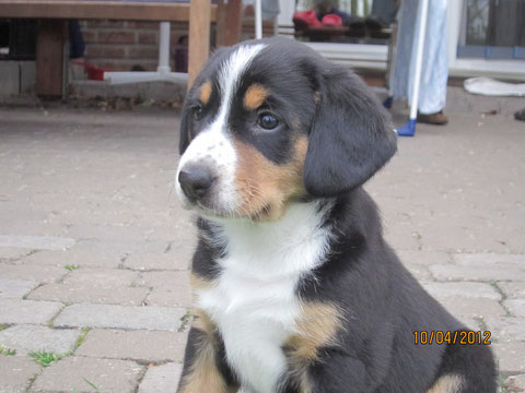 Abbie von Zowies Grund (Alana) - Ein 'Hallo' nach Marl.