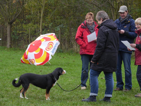 Begutachtung im Stand….