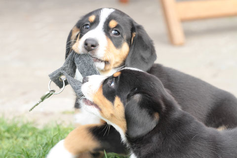 Abbie und Amily haben den Schlüssel geklaut