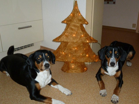 Branca und Abbie haben Grüsse zum 1. Advent geschickt - liebe Grüsse zurück!