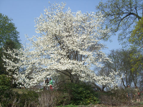 Kobusmagnolienbaum in voller Blüte
