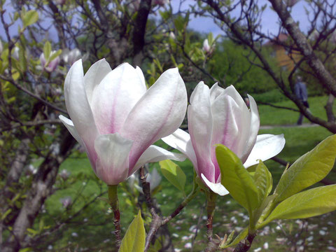 Tulpenmagnolie in voller Blüte