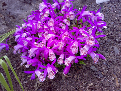 Tibetorchidee, Pleione bulbocodioides