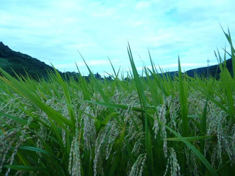 小川町の田んぼ