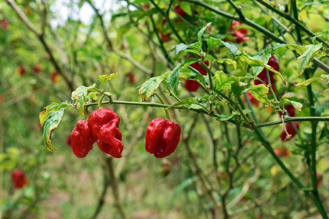 chiles fantasmas (piment fantôme)