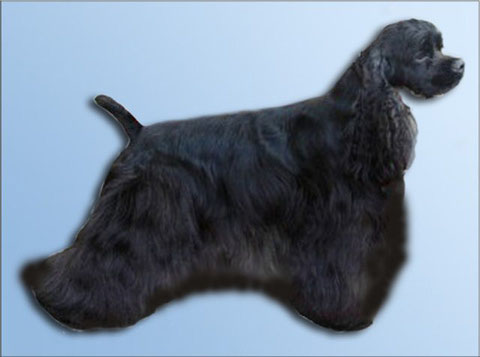 Щенок кокер спаниеля американского 4 месяца. Русский кокер спаниель. Кокер спаниель купируют хвост. Английский кокер спаниель некупированный. Купированный хвост у спаниеля.