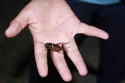 Deutsche Schabe (Blattella germanica)